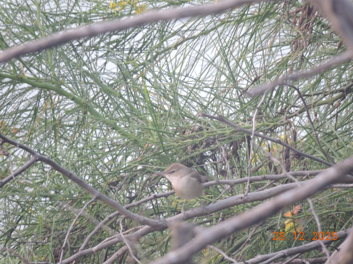 קנית אפריקנית - ML647840623