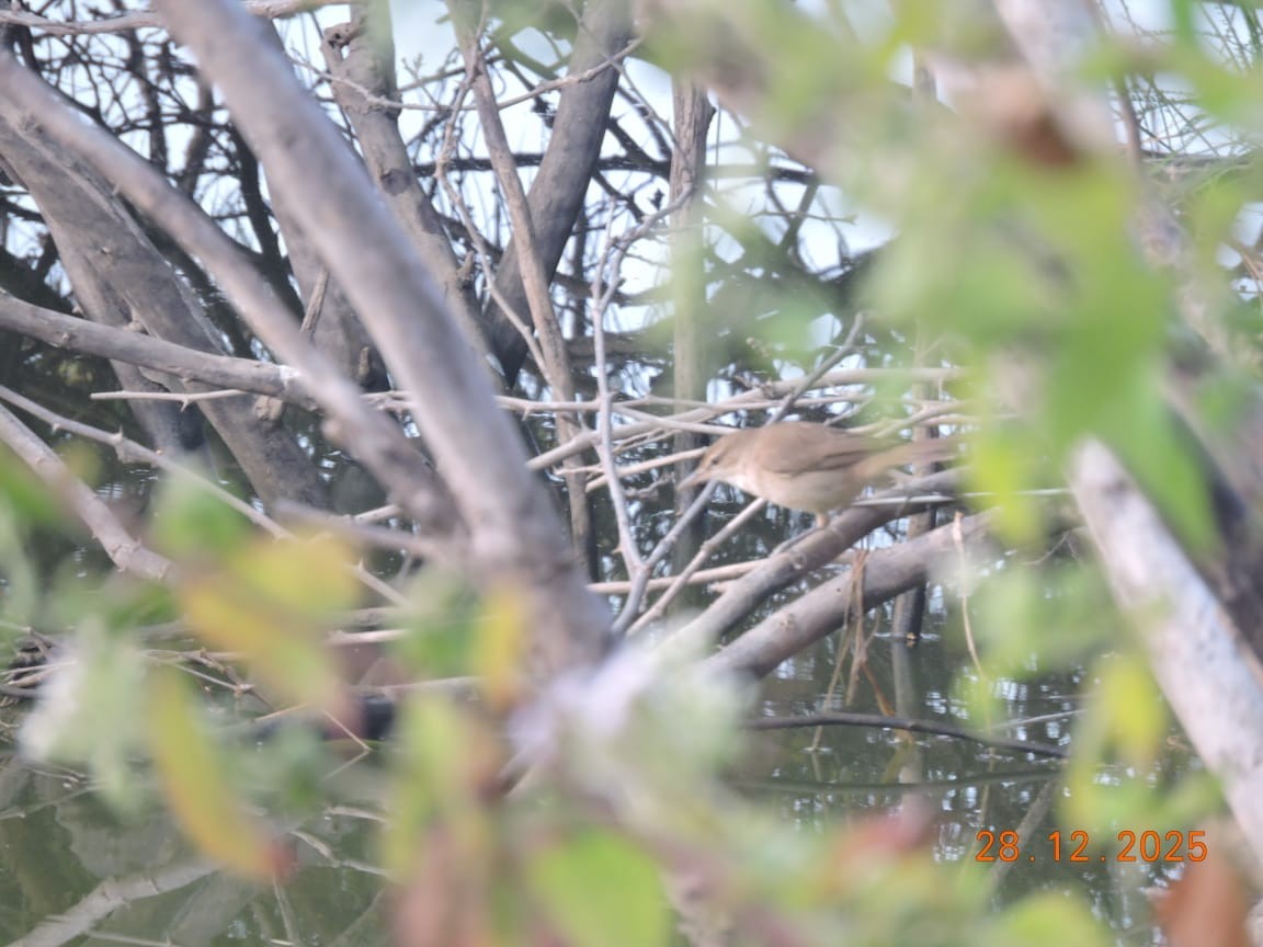 קנית אפריקנית - ML647840624