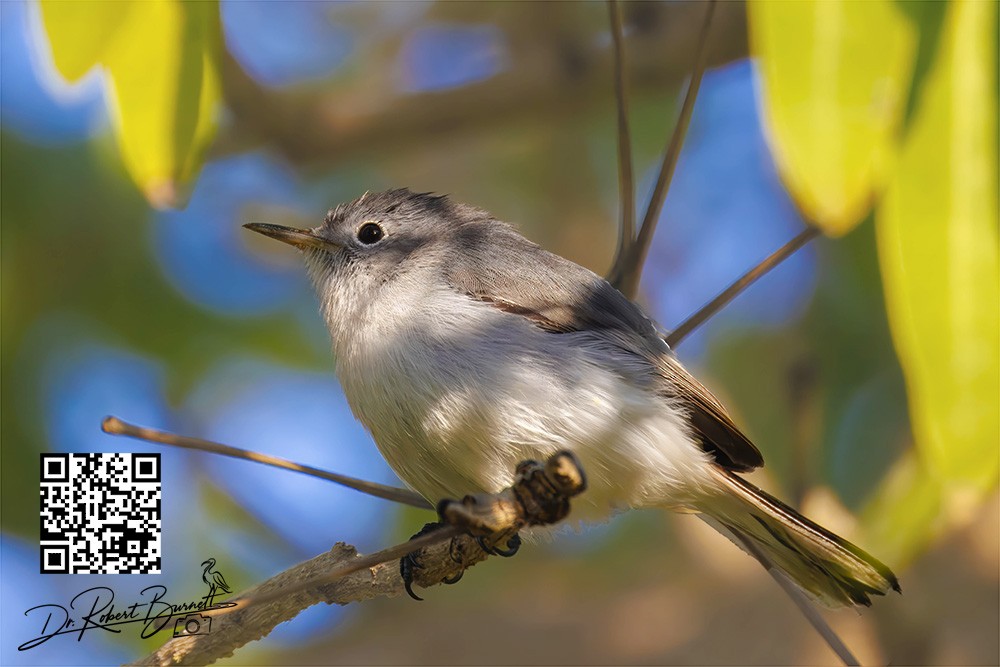 ブユムシクイ - ML647840638