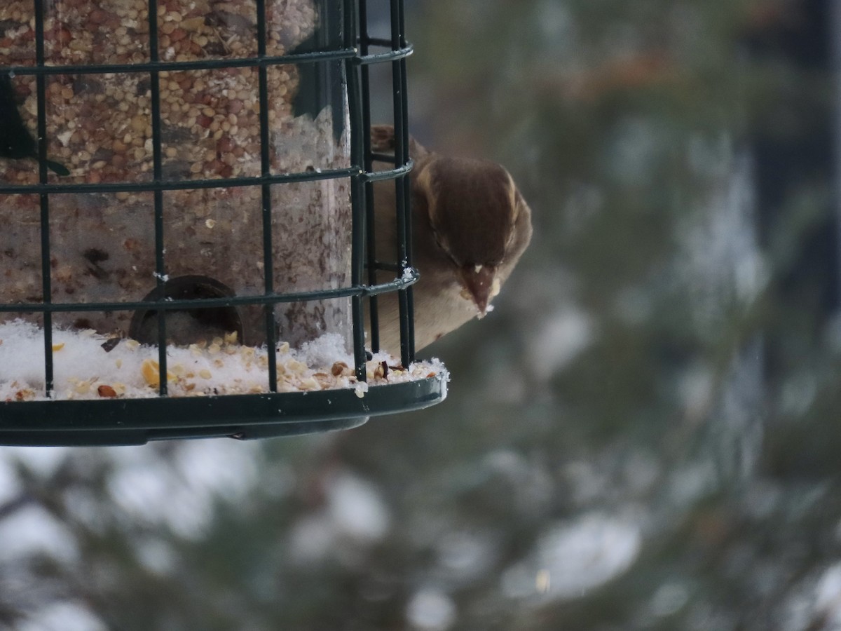 vrabec domácí - ML647840655