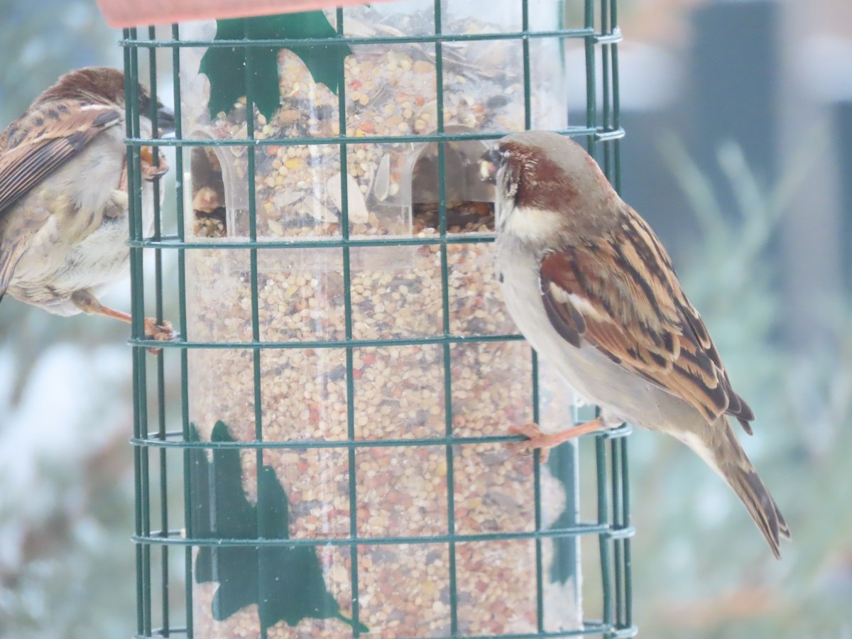 vrabec domácí - ML647840656