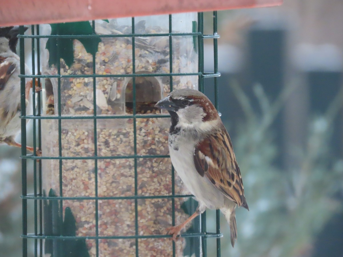 vrabec domácí - ML647840659