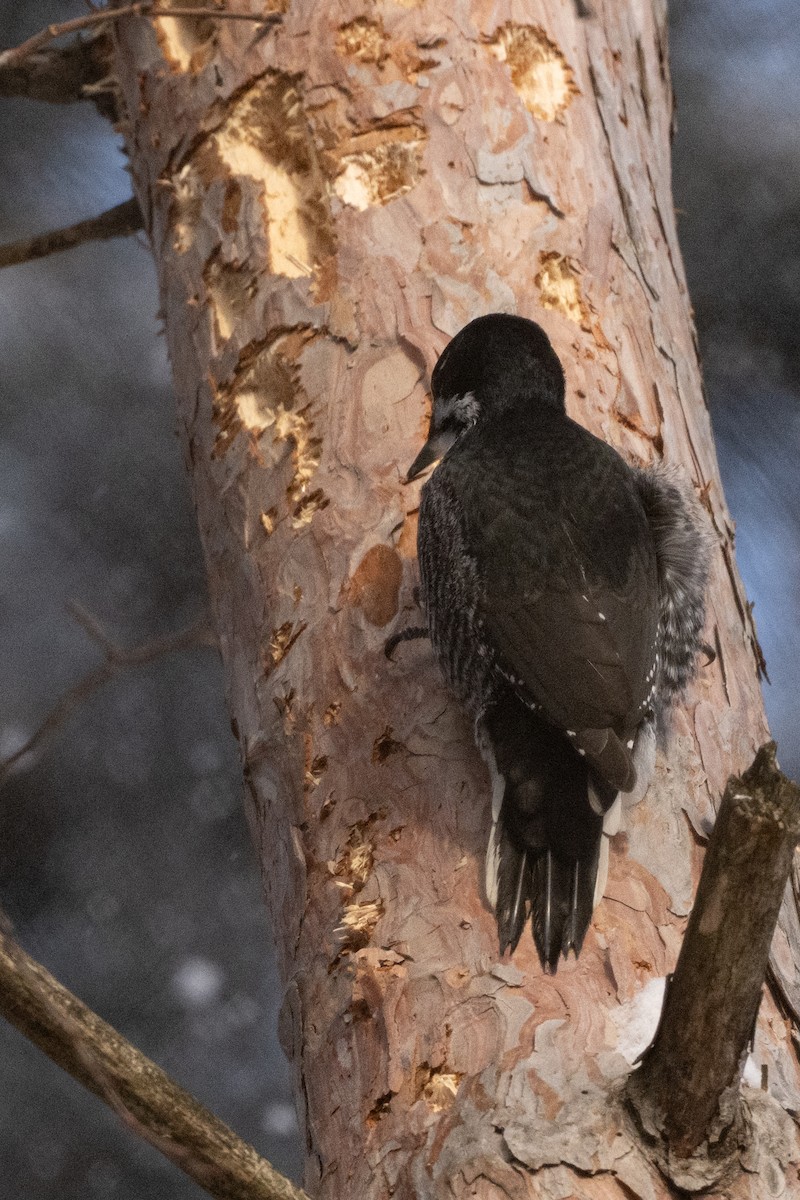 svartryggspett - ML647840665