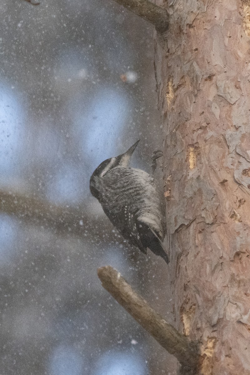 svartryggspett - ML647840666