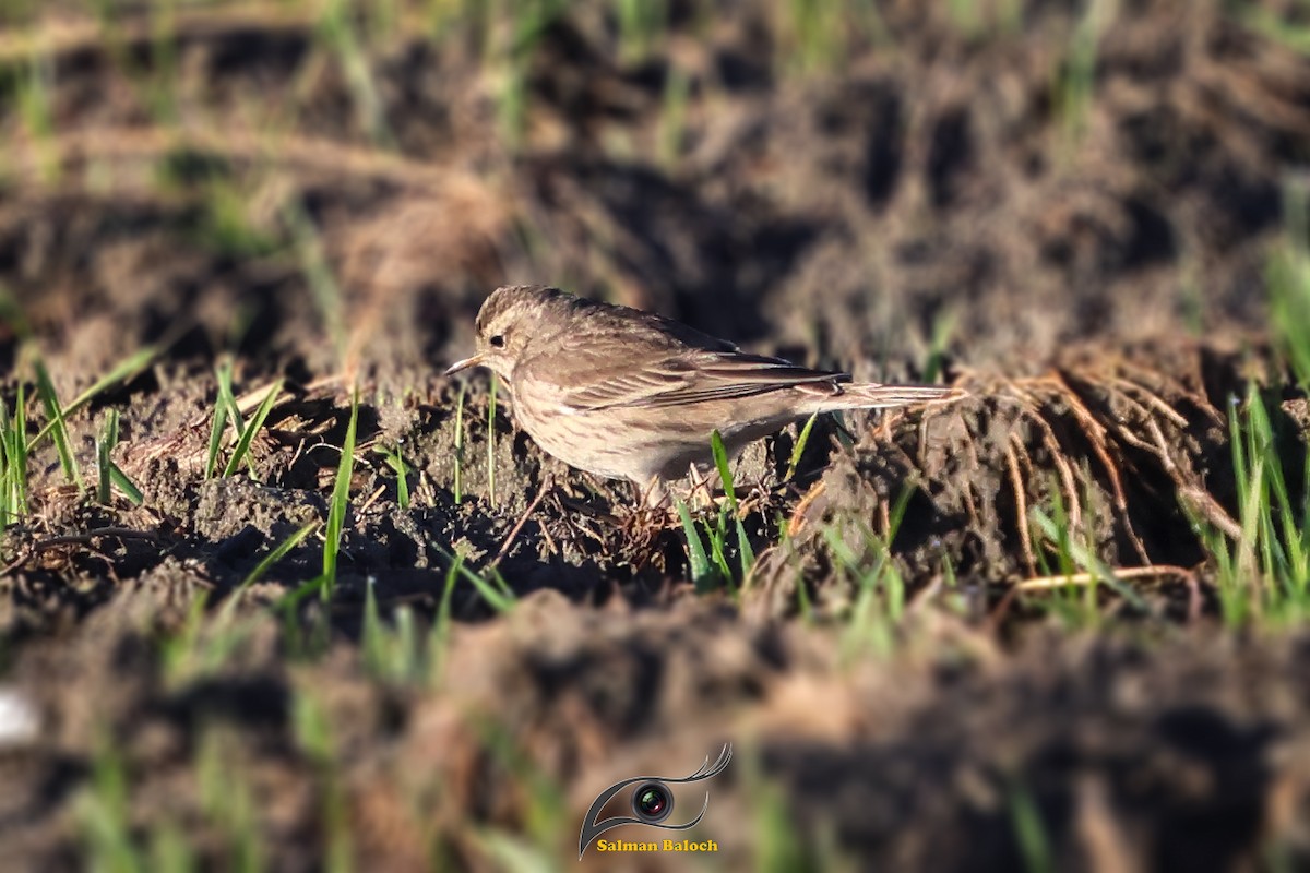 Water Pipit - ML647840673