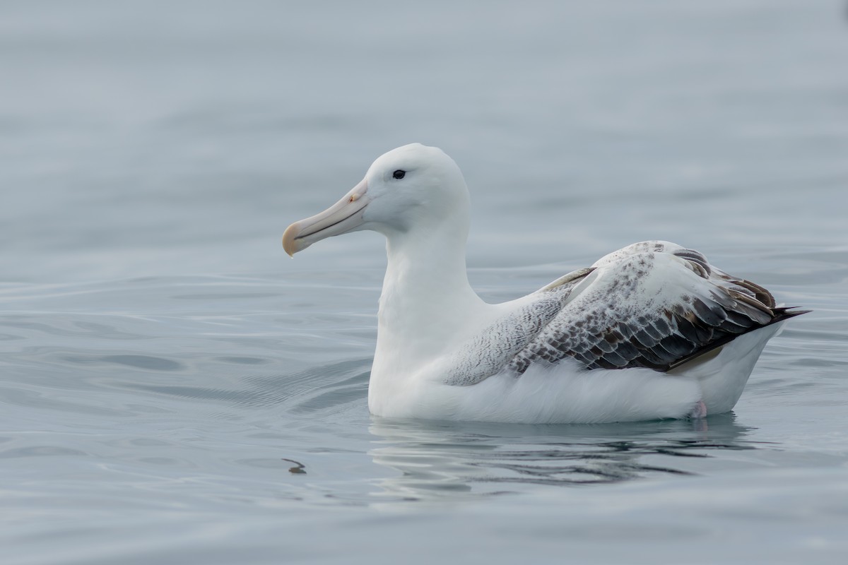 Hegoaldeko albatros handia - ML647840708