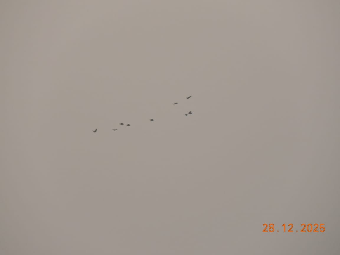 Rosy Starling - ML647840714