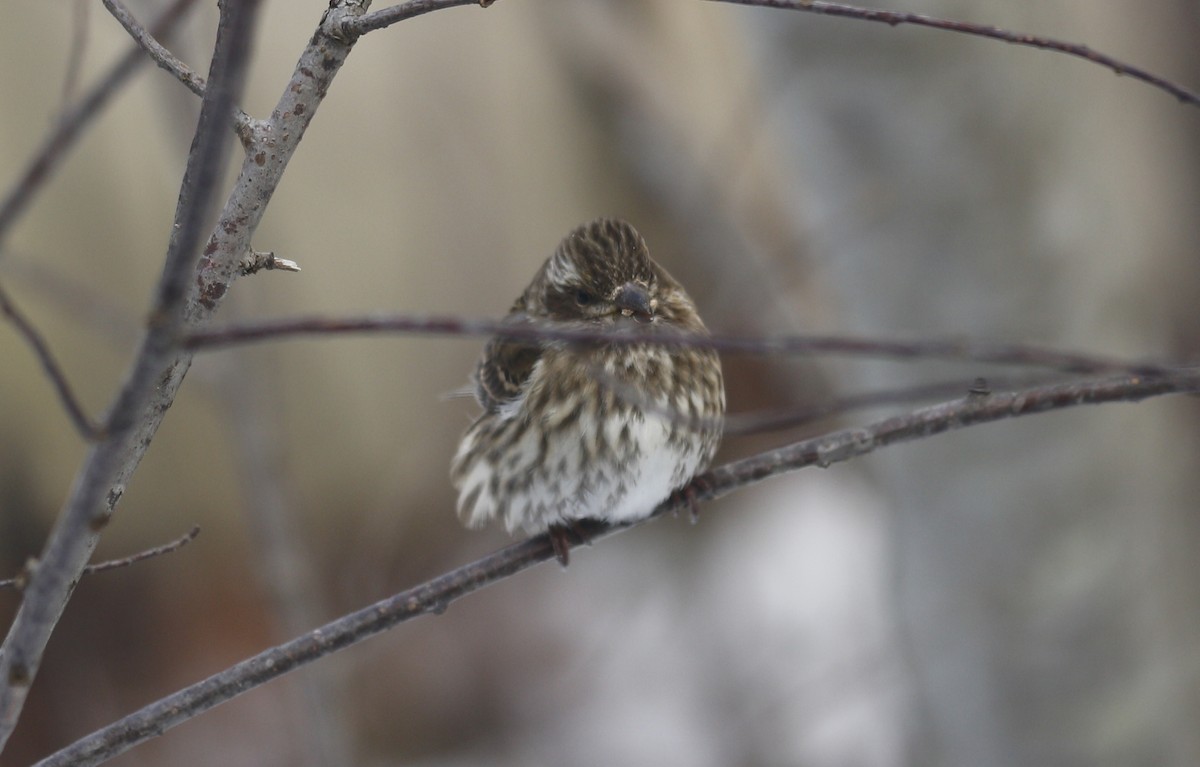 purpurfink - ML647840719