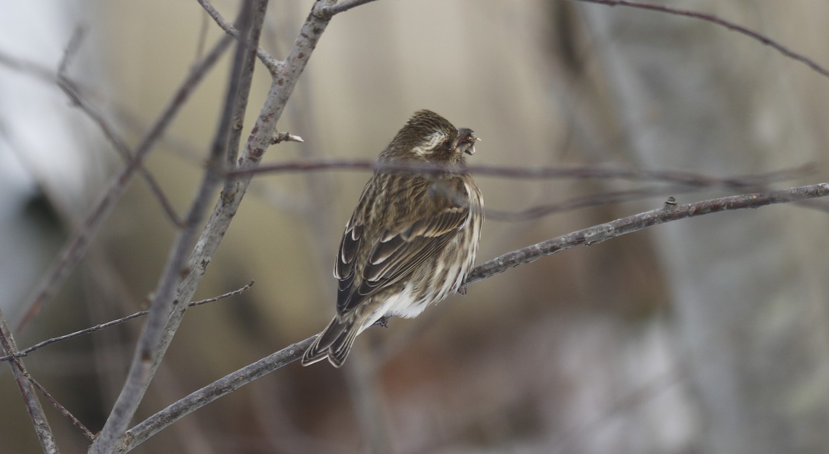 purpurfink - ML647840720