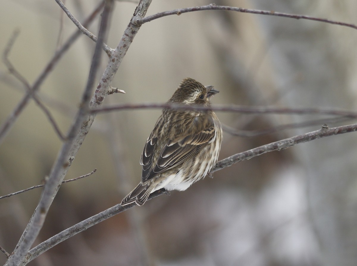 purpurfink - ML647840721