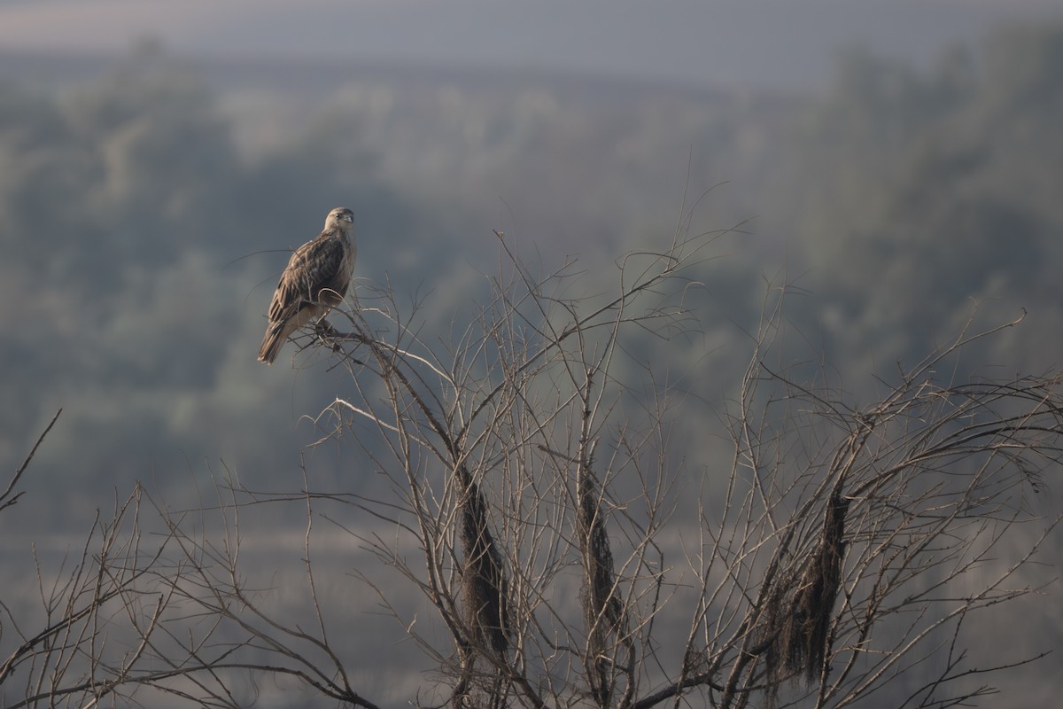 orlík krátkoprstý - ML647840732