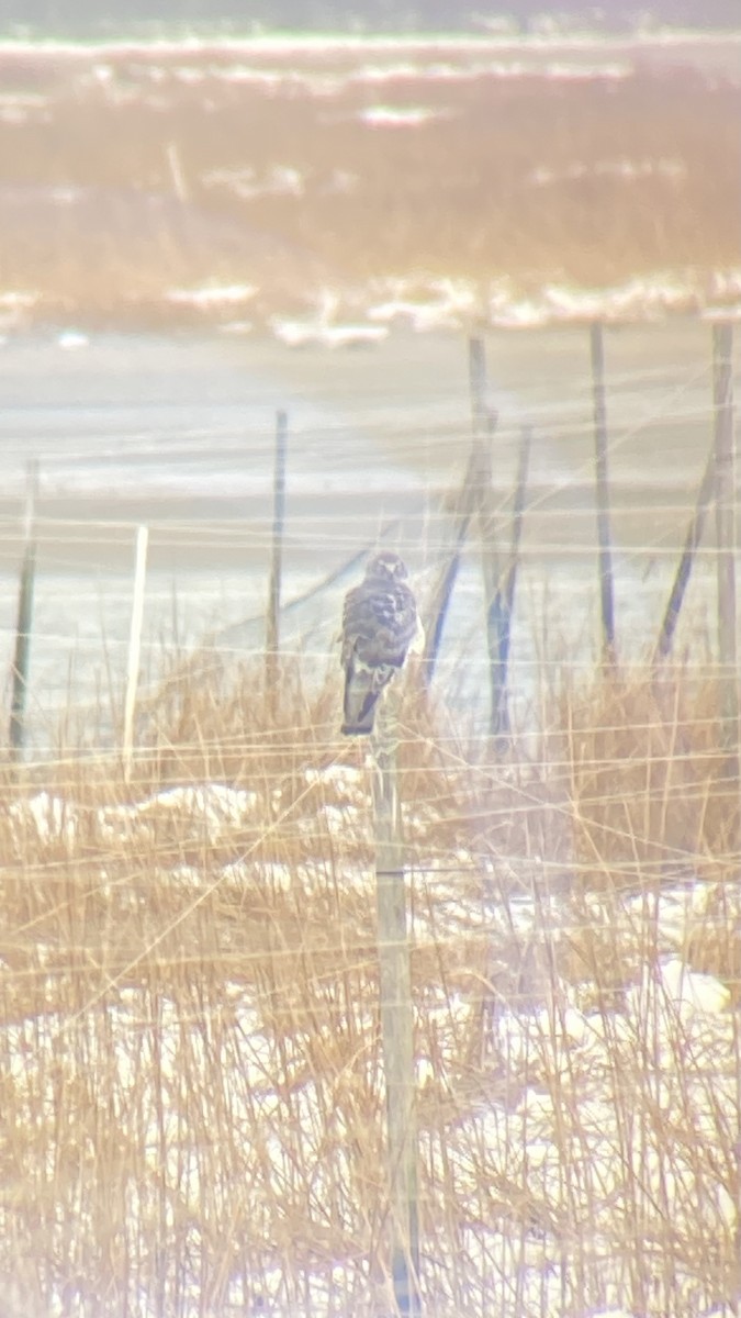 moták severoamerický - ML647840734