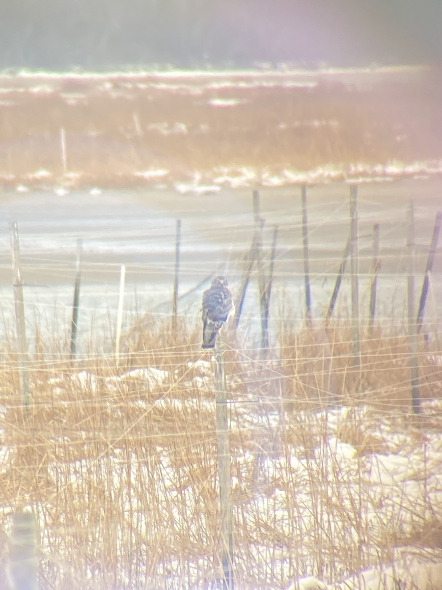 moták severoamerický - ML647840743