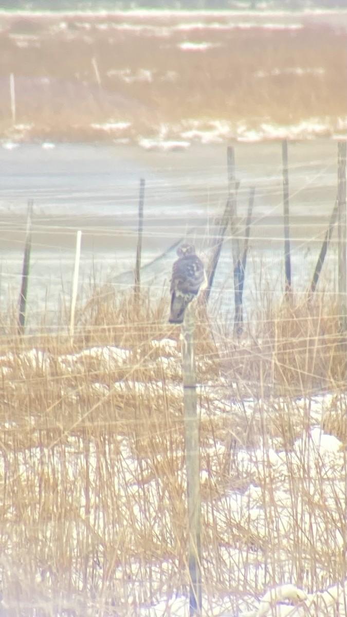 moták severoamerický - ML647840744