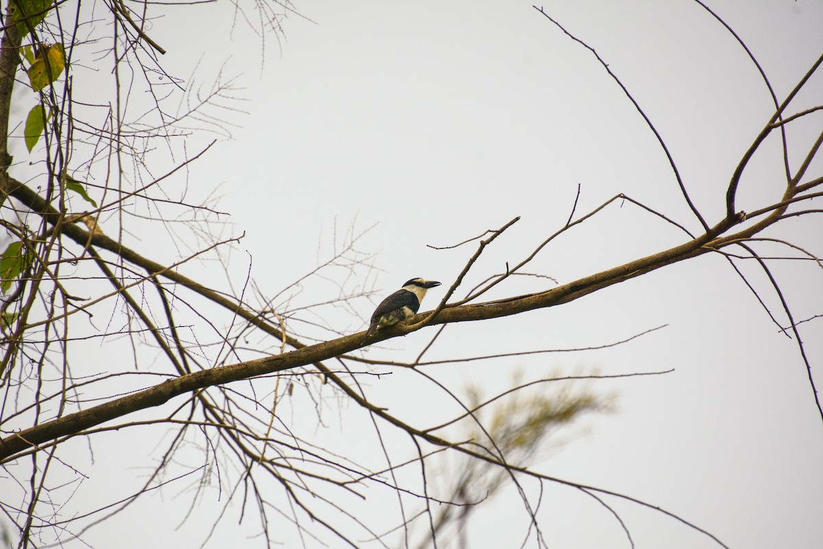 White-necked Puffbird - ML647840755