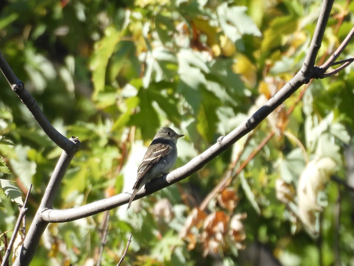 Eastern Wood-Pewee - ML647840769