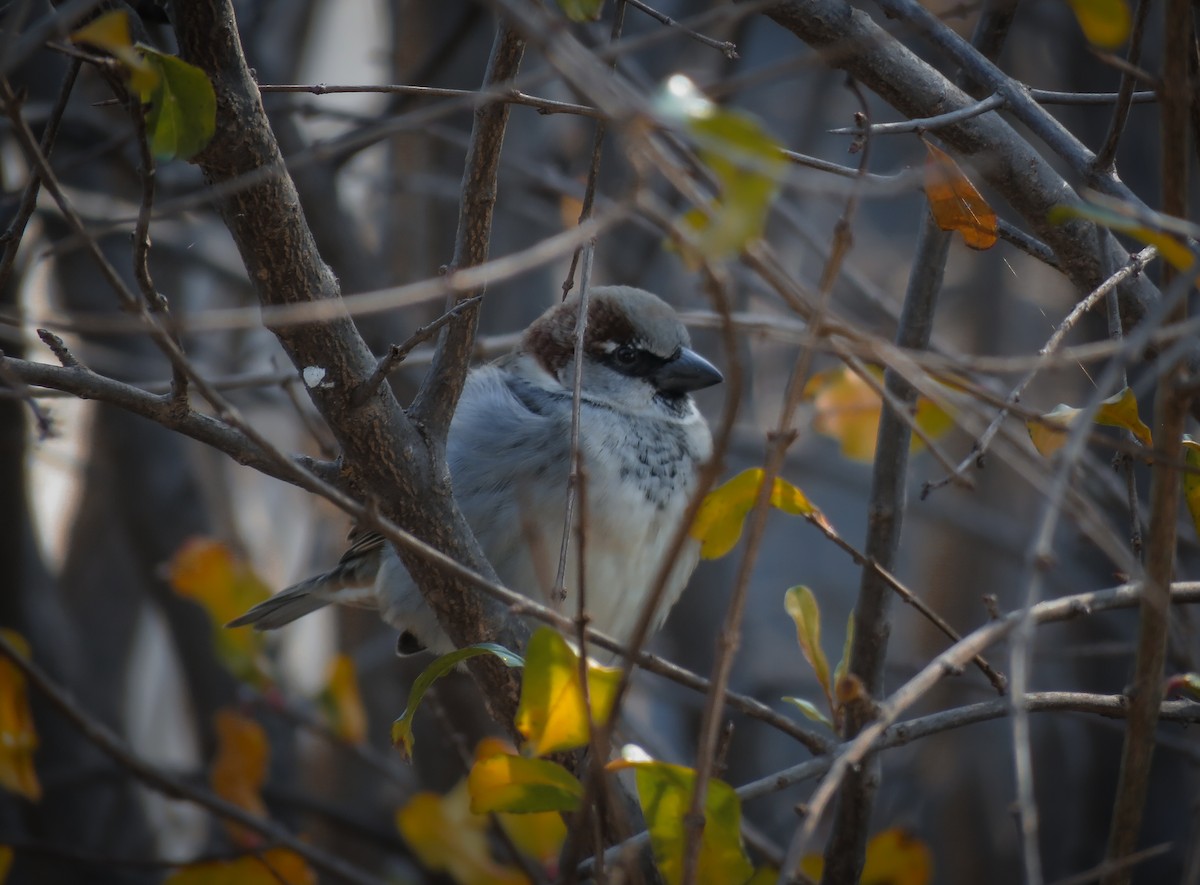 vrabec domácí - ML647840827