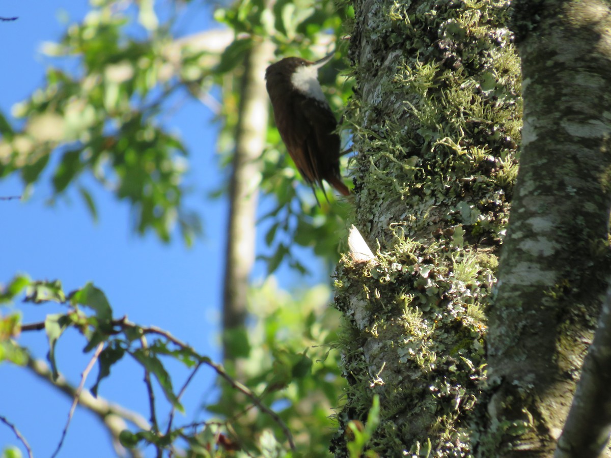 White-throated Treerunner - ML647840888