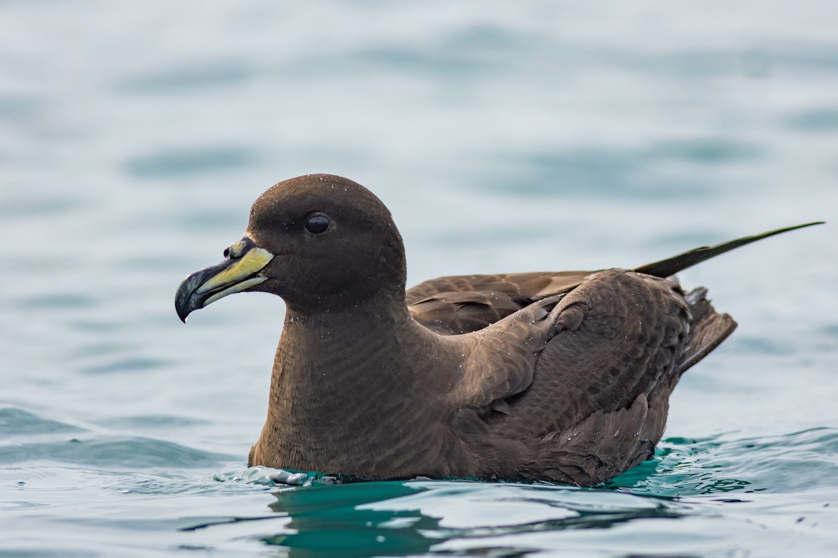 Westlango petrel beltza - ML647840911