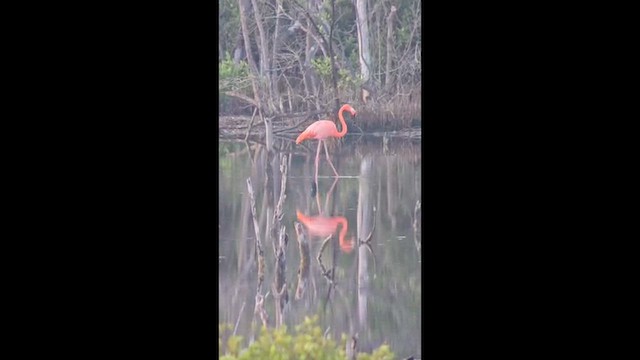 Kubaflamingo - ML647840915