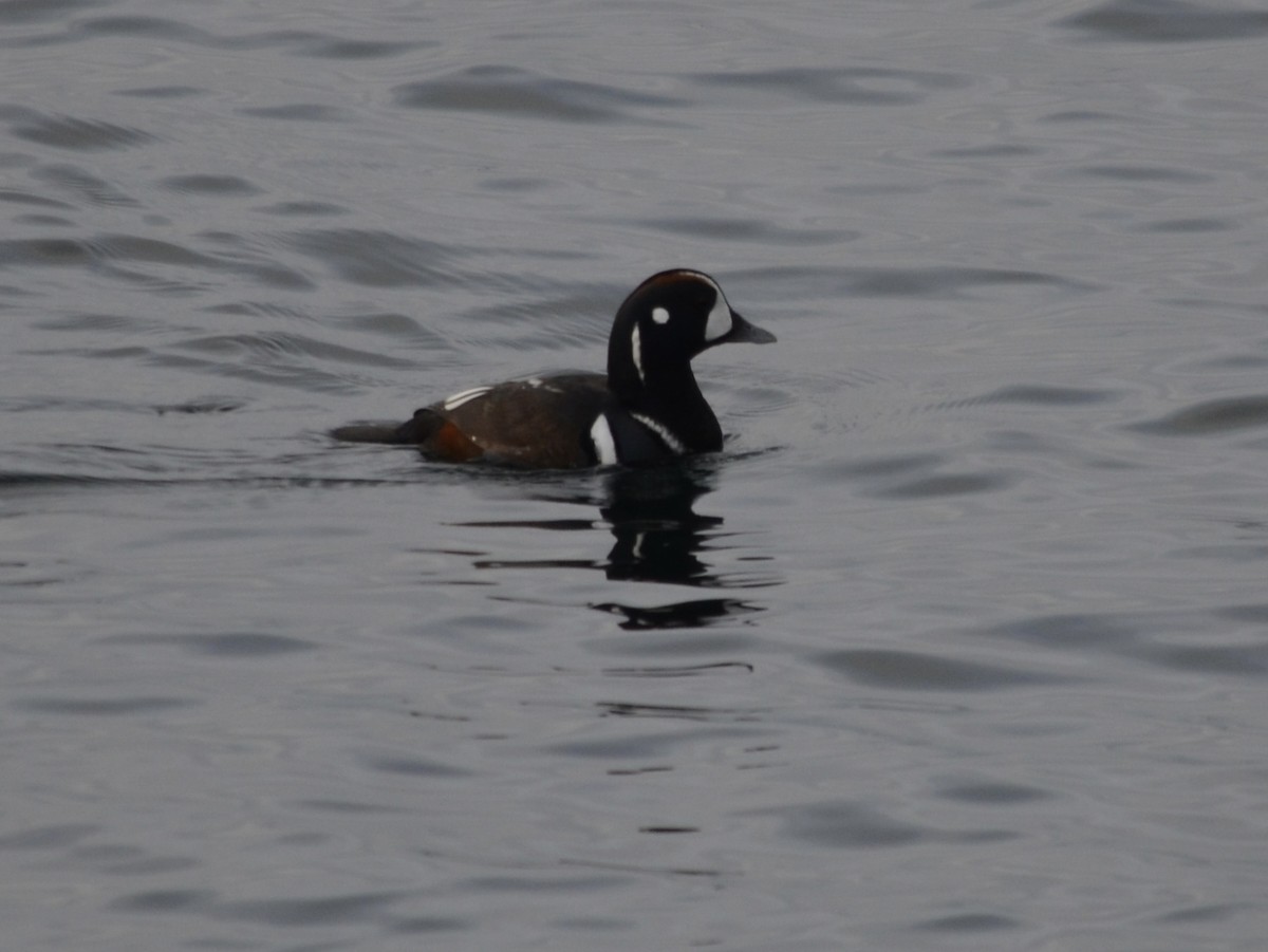 Palyaço Ördeği - ML647840924