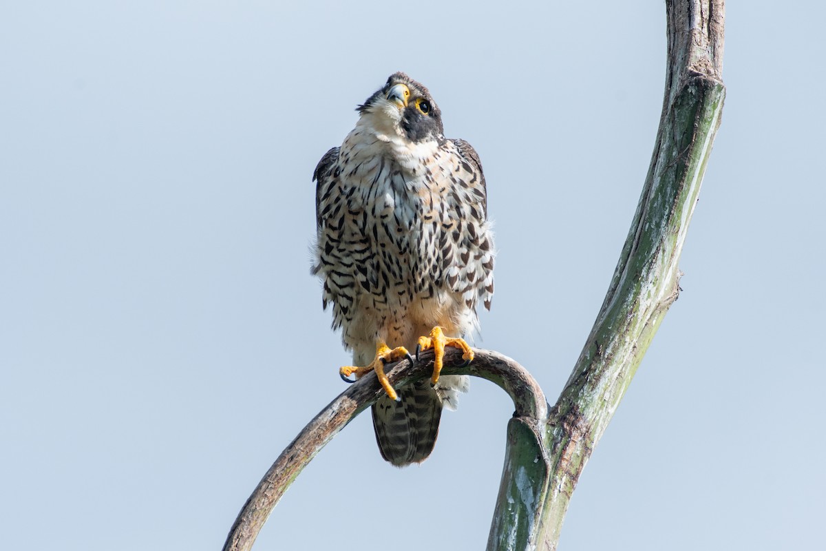 sokol stěhovavý - ML647840927