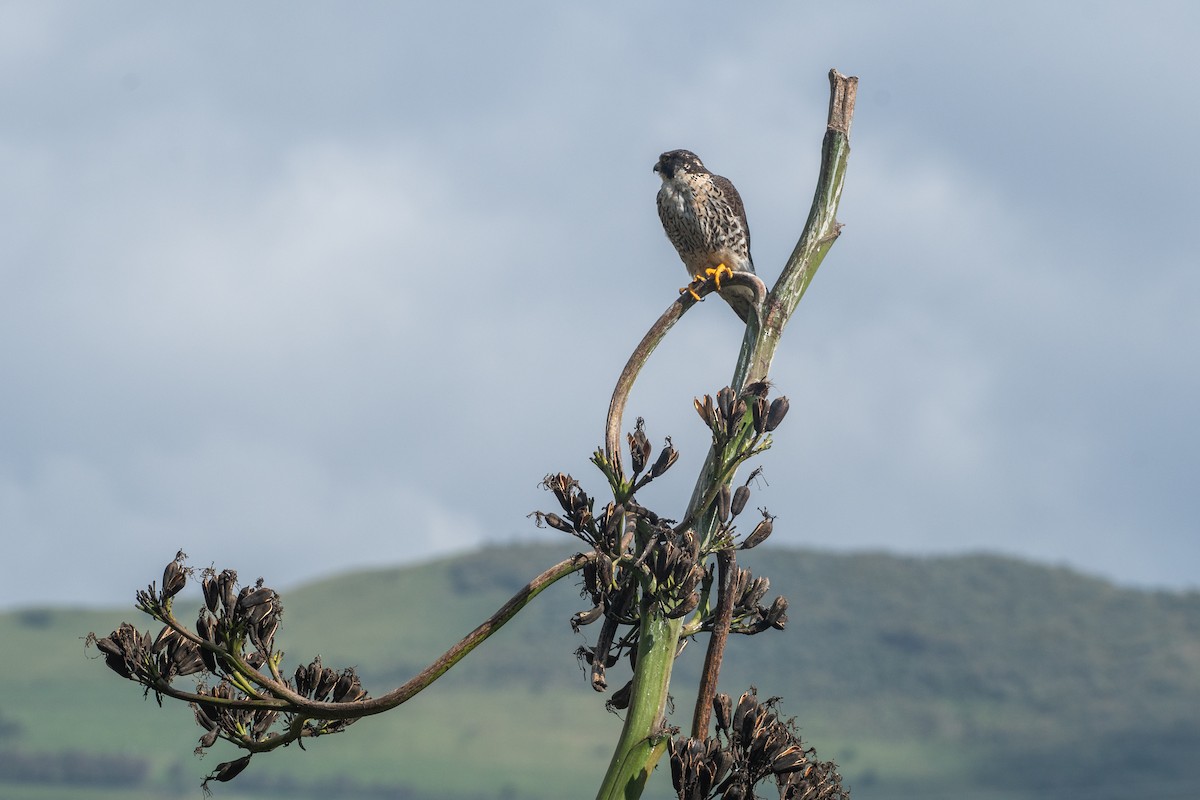 sokol stěhovavý - ML647840928