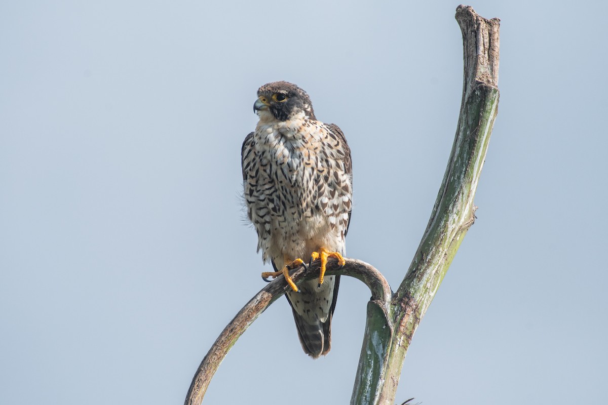 sokol stěhovavý - ML647840929