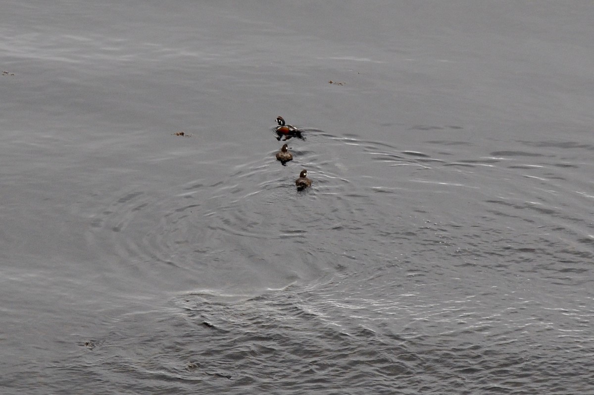 Palyaço Ördeği - ML647841024