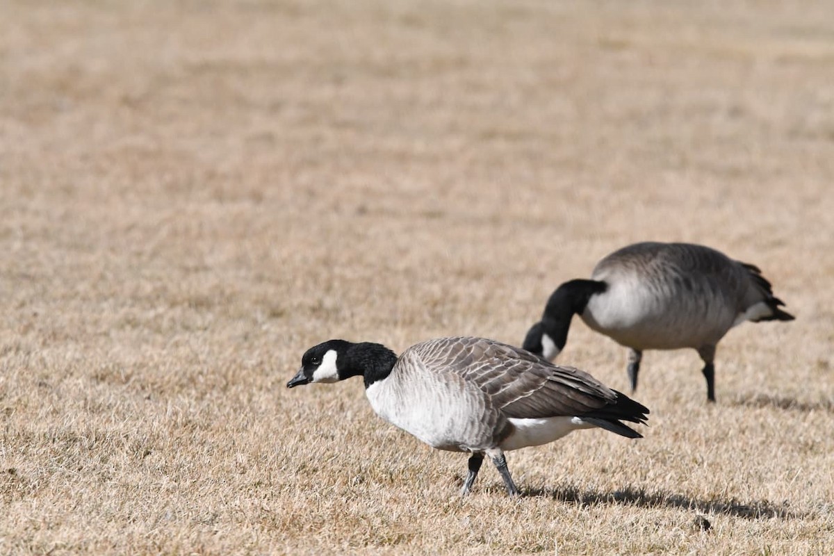 Bernache de Hutchins - ML647841025