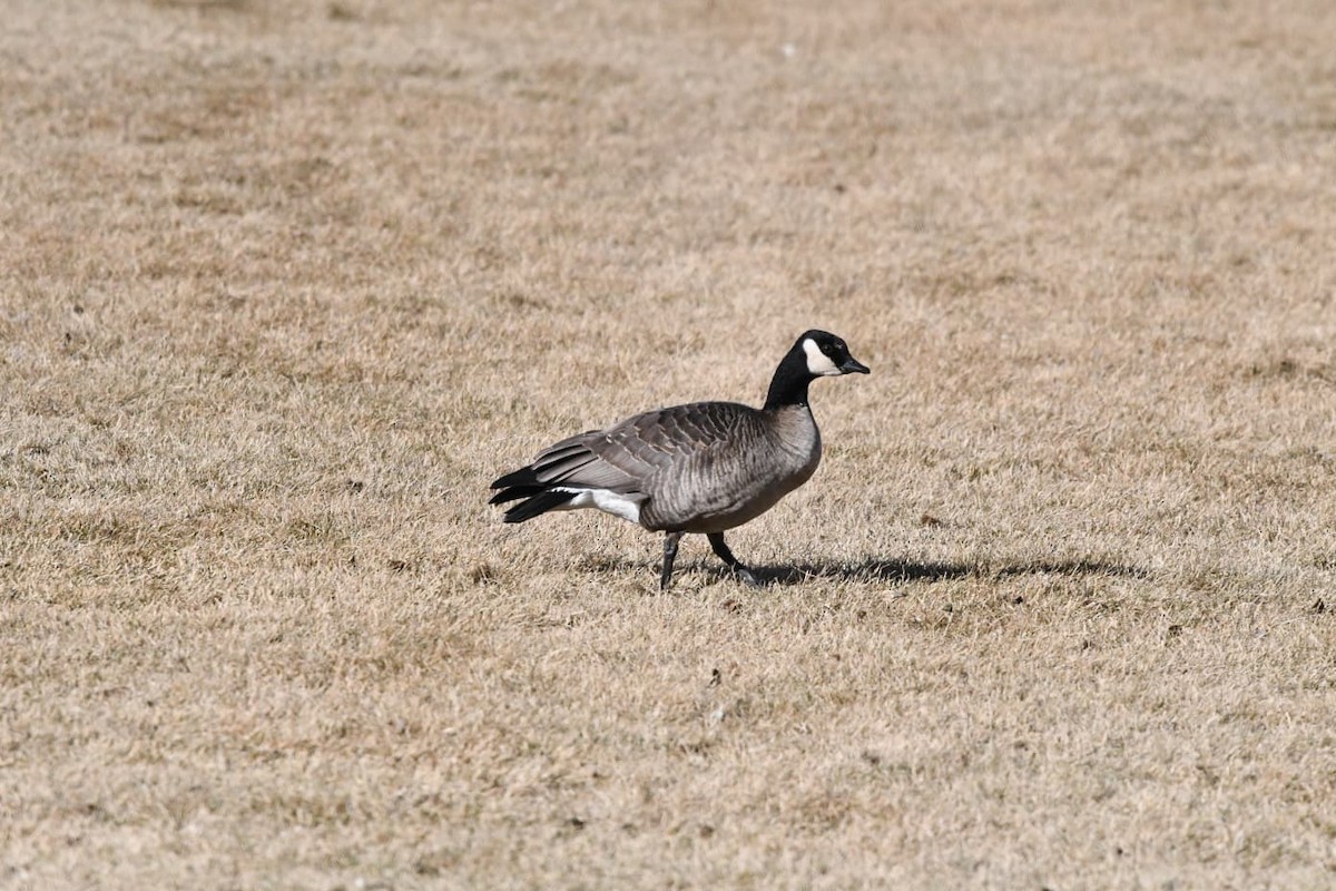 Bernache de Hutchins - ML647841028