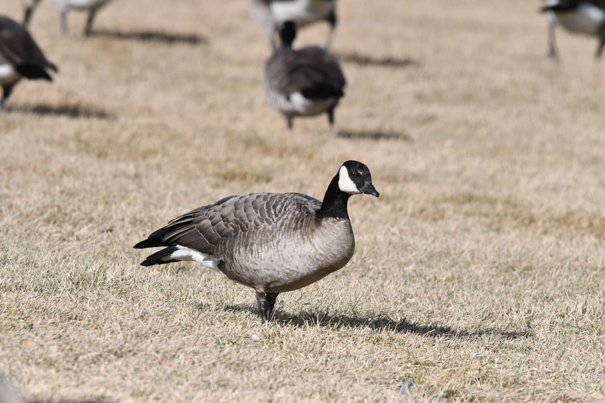 Bernache de Hutchins - ML647841029