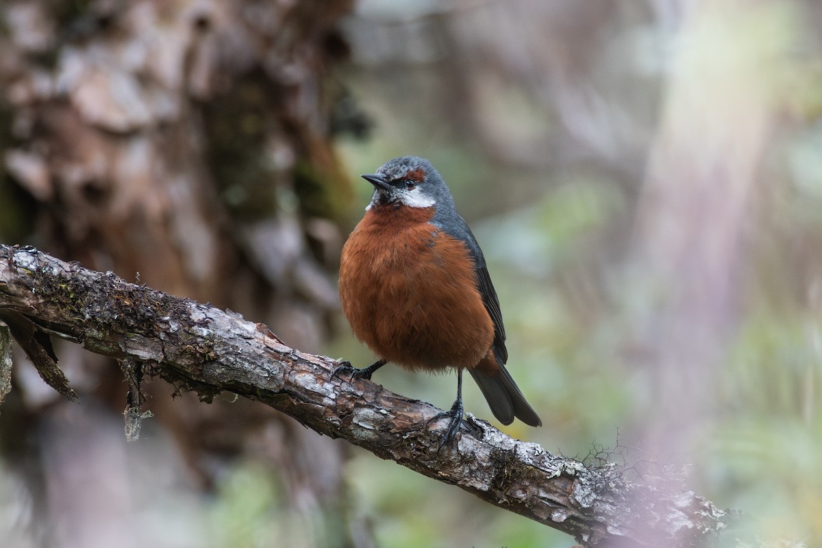 Conirostre géant - ML647841030