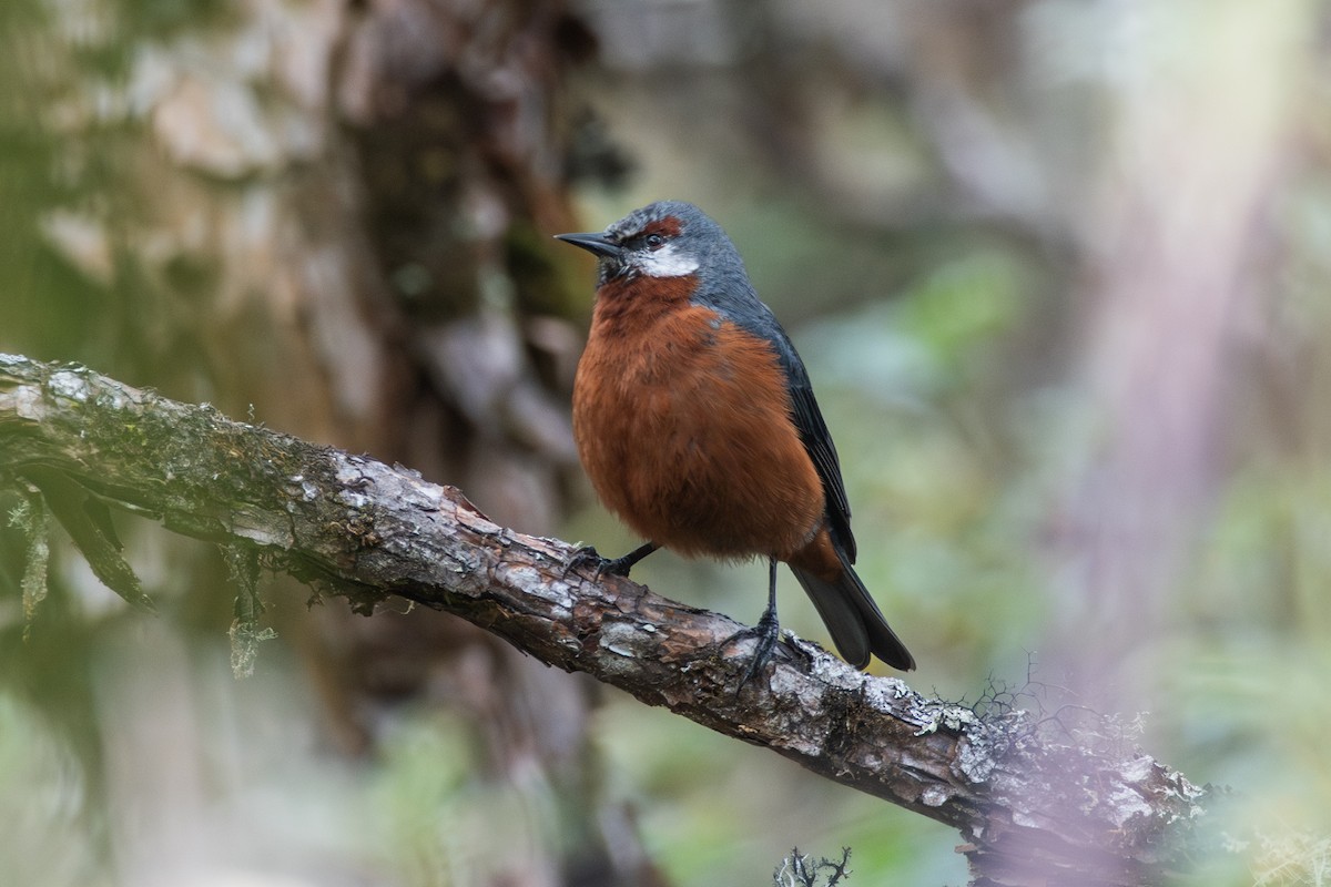 Conirostre géant - ML647841031