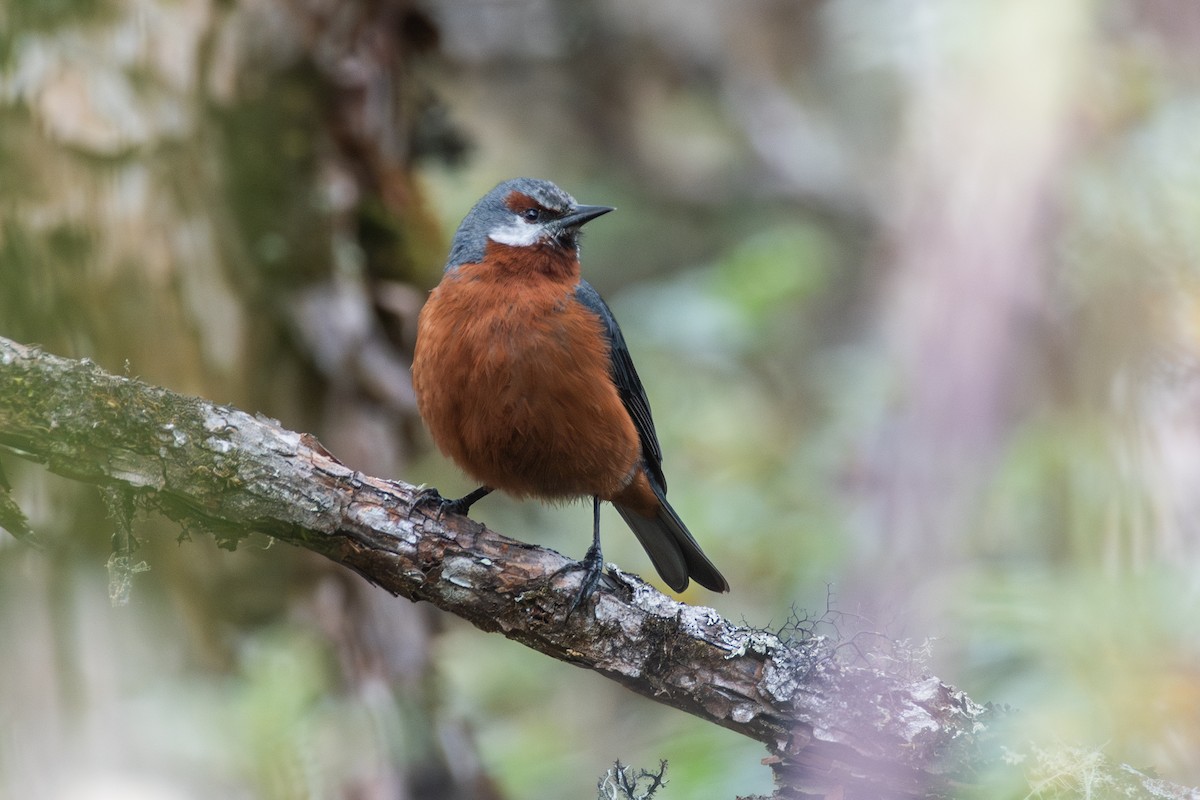 Conirostre géant - ML647841032