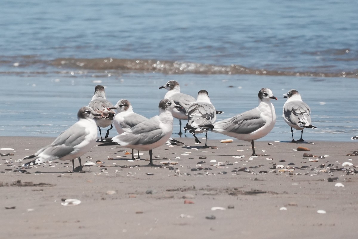 Mouette de Franklin - ML647841034