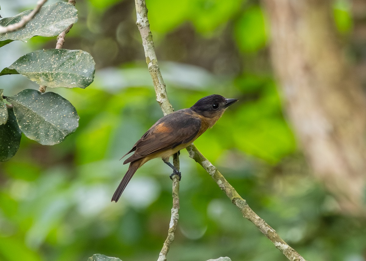 Bécarde huppée - ML647841035