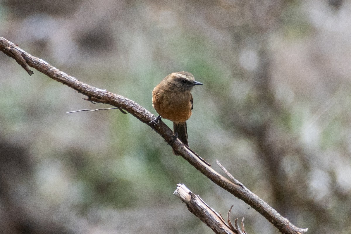 Pitajo à dos brun - ML647841036