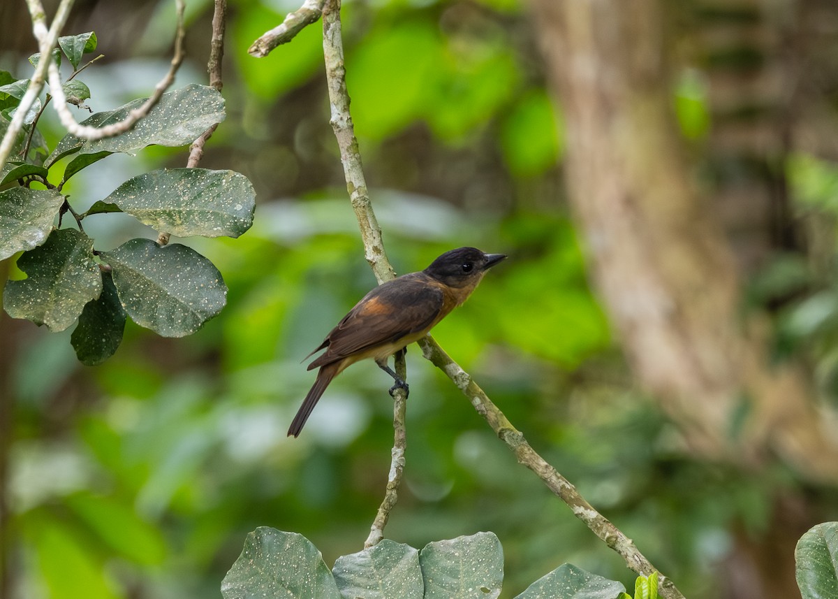 Bécarde huppée - ML647841037