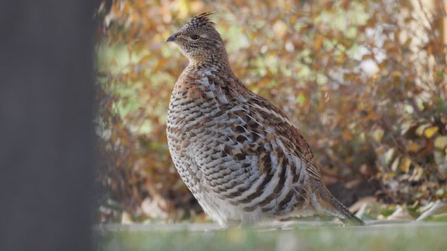 Gélinotte huppée - ML647841039