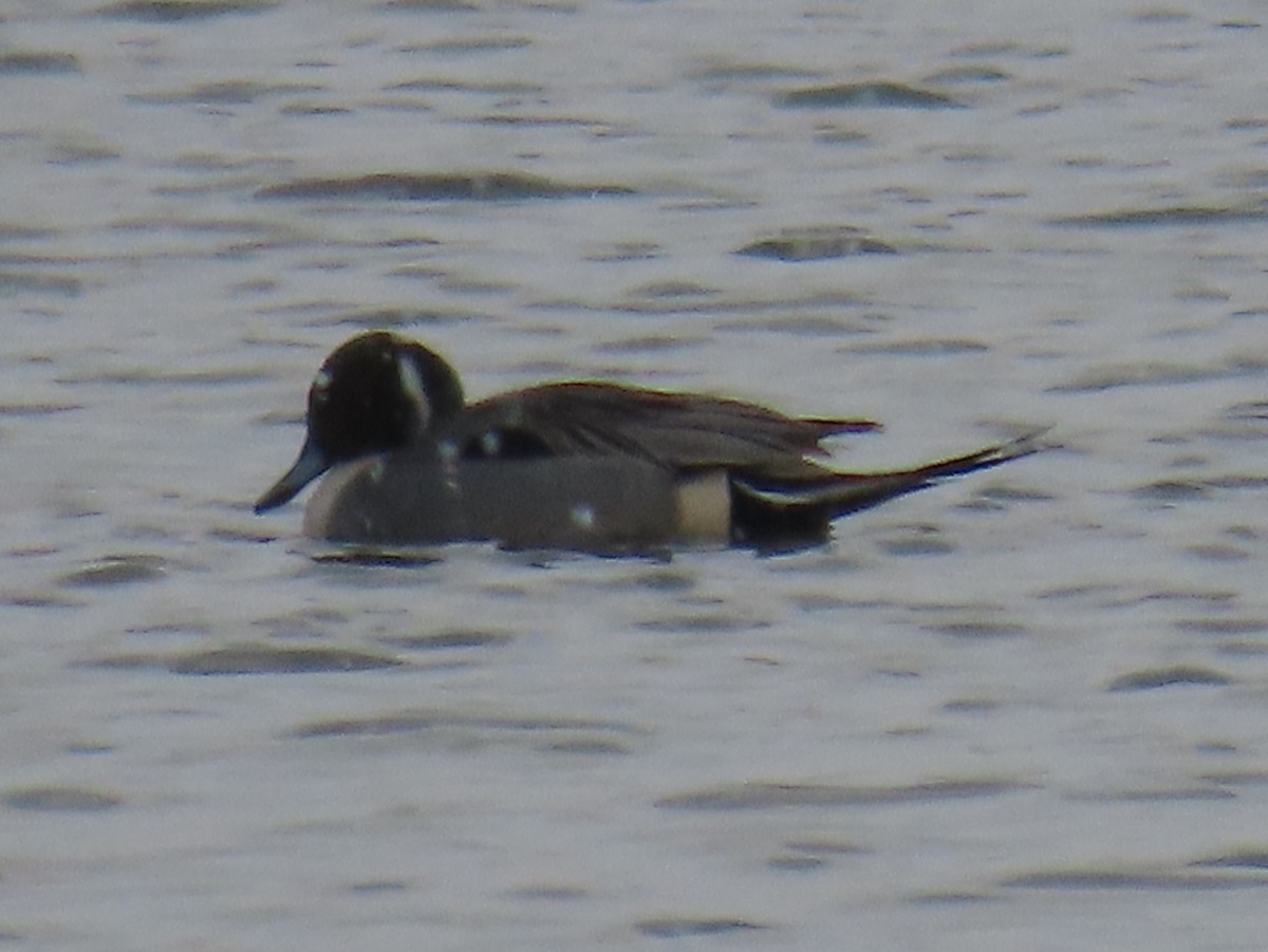 Canard pilet - ML647841041