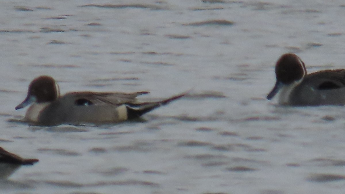 Canard pilet - ML647841042