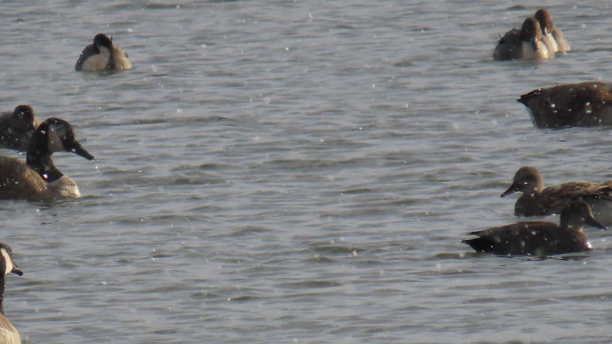 Canard pilet - ML647841043