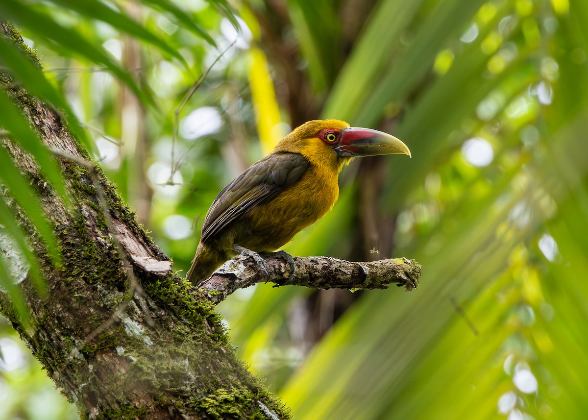 Araçari de Baillon - ML647841044