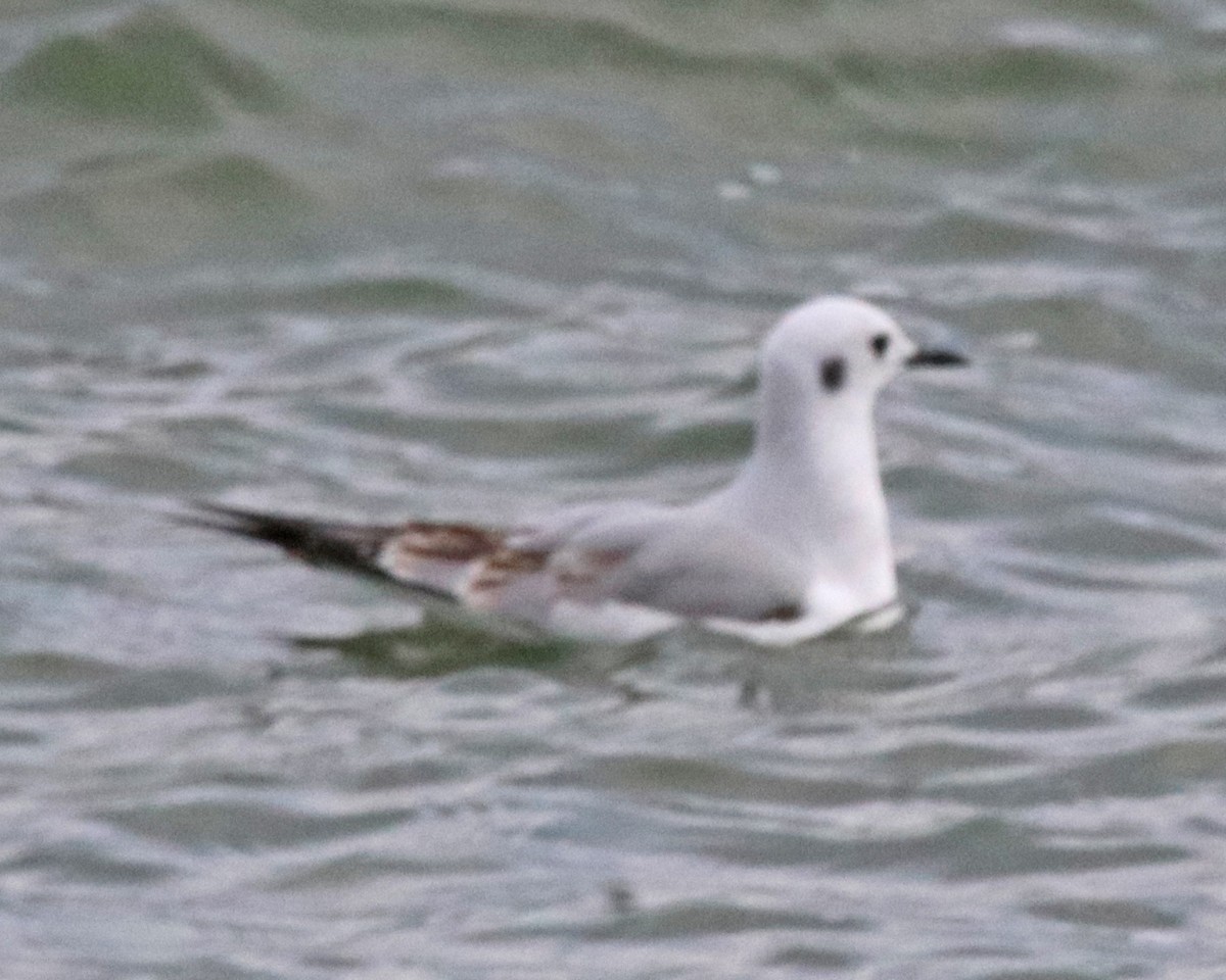Mouette de Bonaparte - ML647841045
