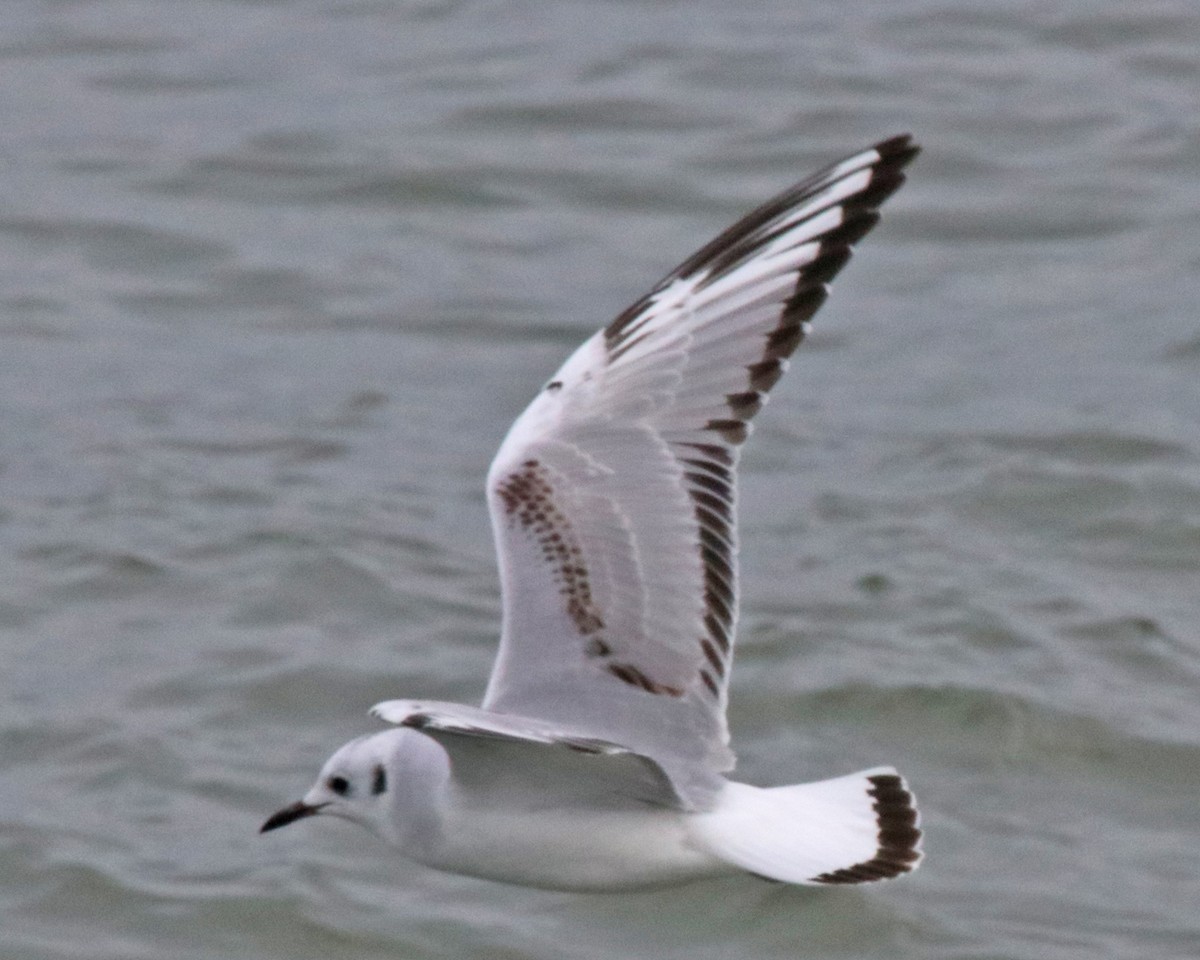 Mouette de Bonaparte - ML647841046