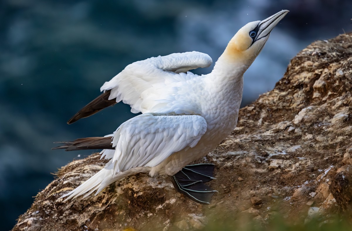 Fou de Bassan - ML647841047