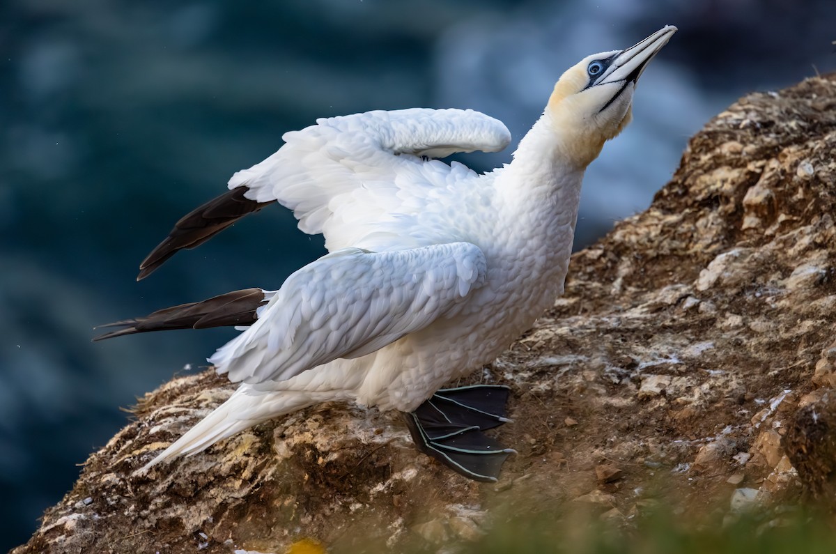 Fou de Bassan - ML647841048