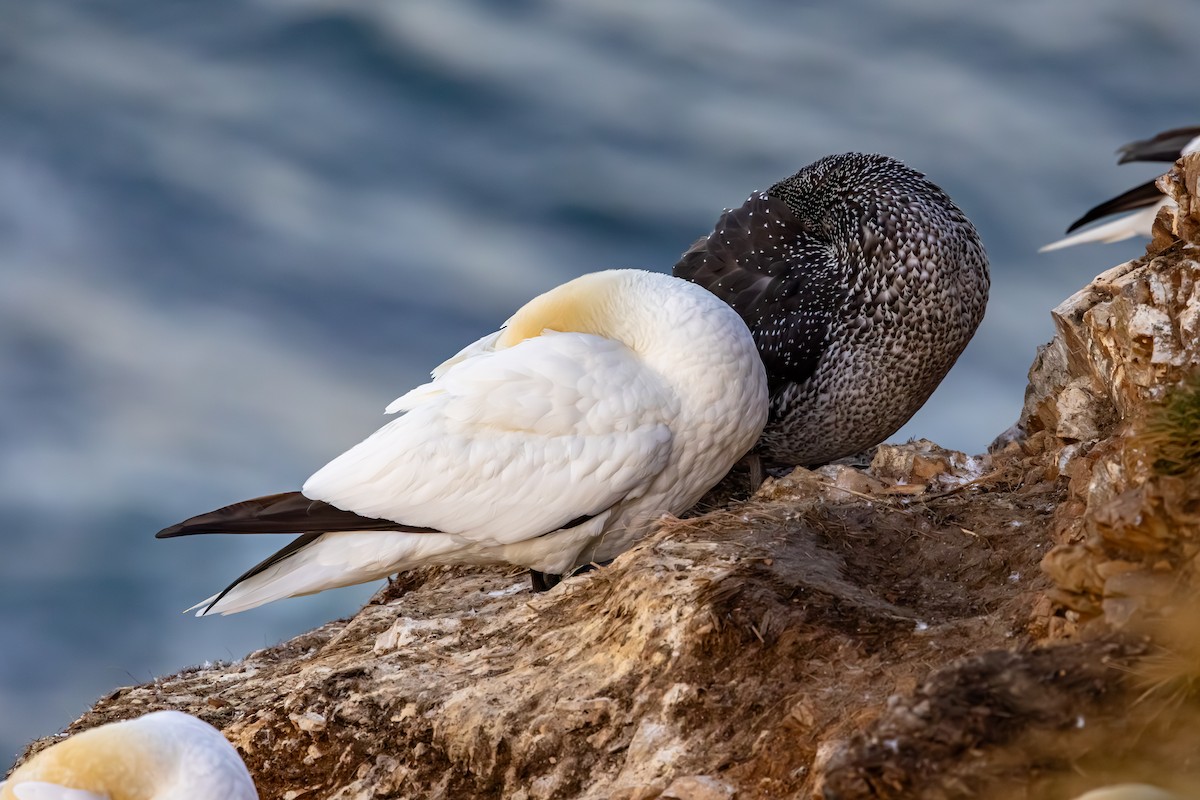 Fou de Bassan - ML647841049