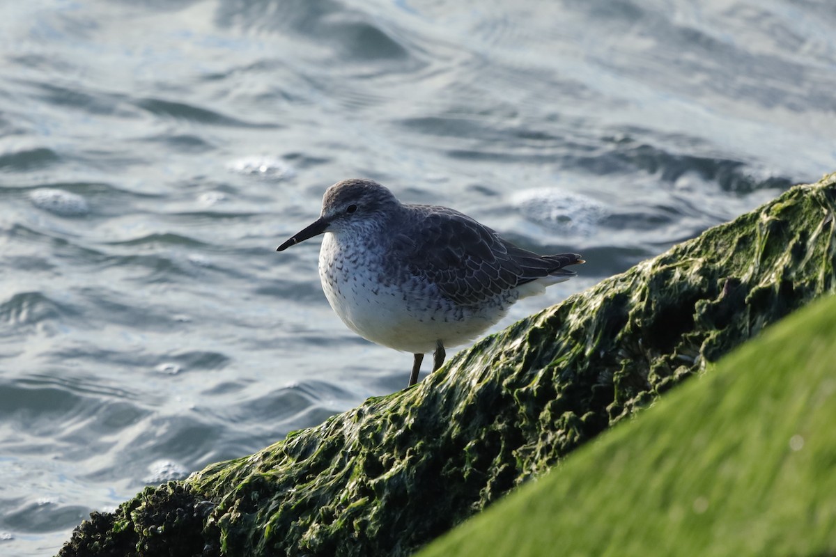 Bécasseau maubèche - ML647841050